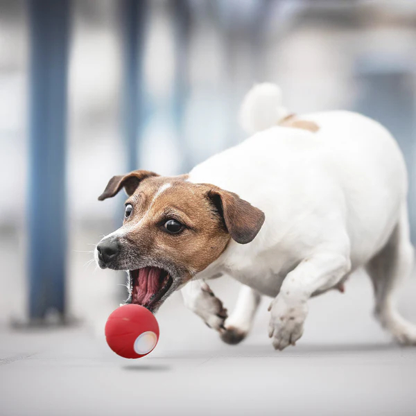 CHEERBLE WICKED BALL SE SMART PET TOYS CAT&DOG