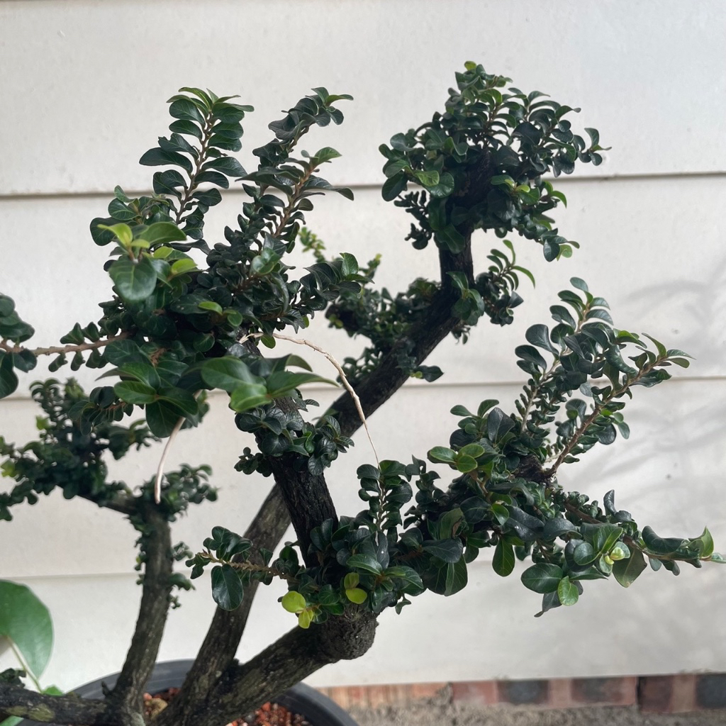 H2O - Thailand Tako Bonsai Tree [400-600] 泰国黑金树 Bonsai Plant (PM for more detail) 400-600