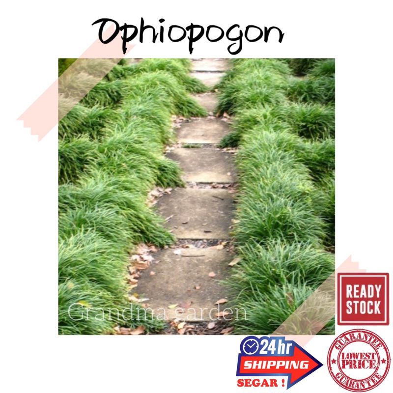 (GG real plant) Ophiopogon hidup | Mondo Grass live plant Rumput hiasan taman outdoor Tanaman hias murah Ground cover