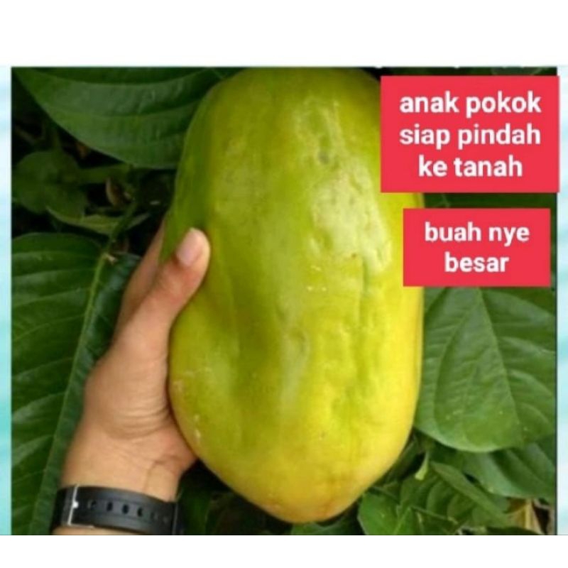 markisa King 👑  (hybrid) 5 ke 6 bulan buah fast delivery+beli 2 pokok free 1pokok