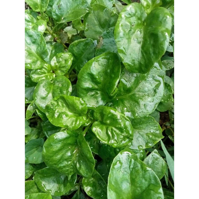 byam brazil pokok gemuk/pokok ulaman senang membiak