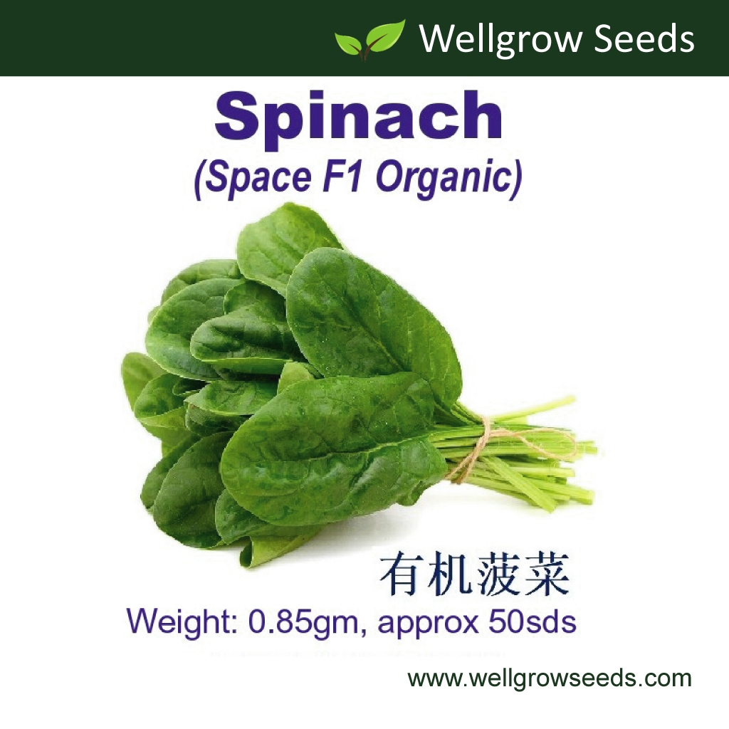 Spinach Space Organic F1 (0.85gm, ≈50sds) 有机菠菜 Bayam Disease Resistant Vegetable Seeds Wellgrow Seeds