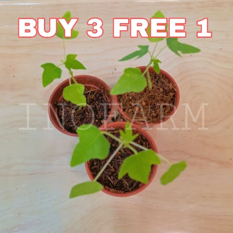 [NEW] Promo Anak Pokok Betik mudah jaga / Papaya