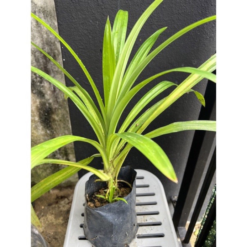 Pandan Daun Wangi masakkan dan buat kuih