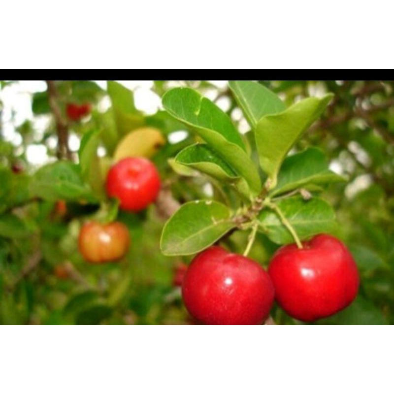 SURINAM CHERRY BARBADOS REAL LIFE PLANT ANAK POKOK / INDOOR OUTDOOR REAL LIFE PLANT