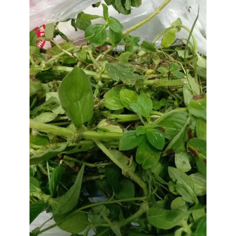 POKOK PEMECAH BATU KARANG / 50 GRAM LEBIH.