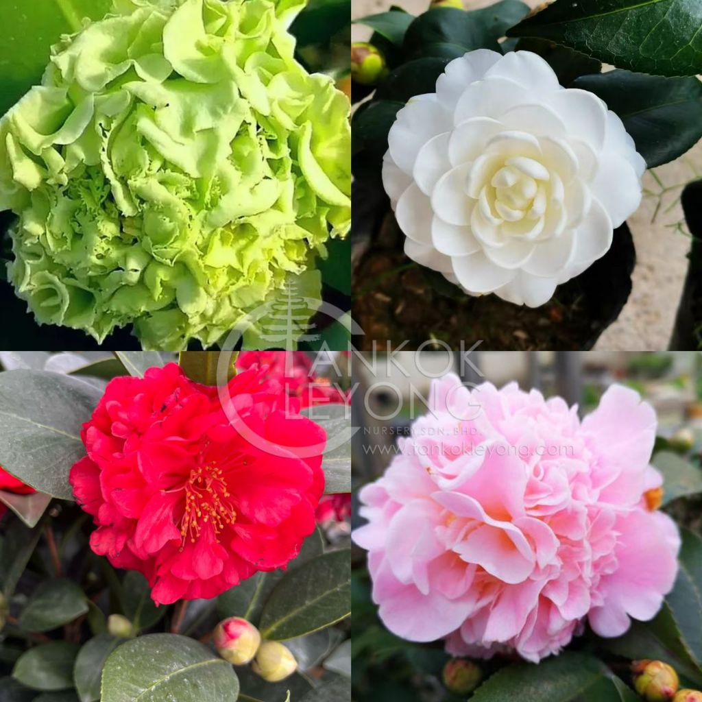 TKL - Camellia Green Kona/Fragrant Concubine/Pink Seven Star/White Flower 小五彩/火瀑布/绿可娜/香妃/七星/东方亮白色茶花