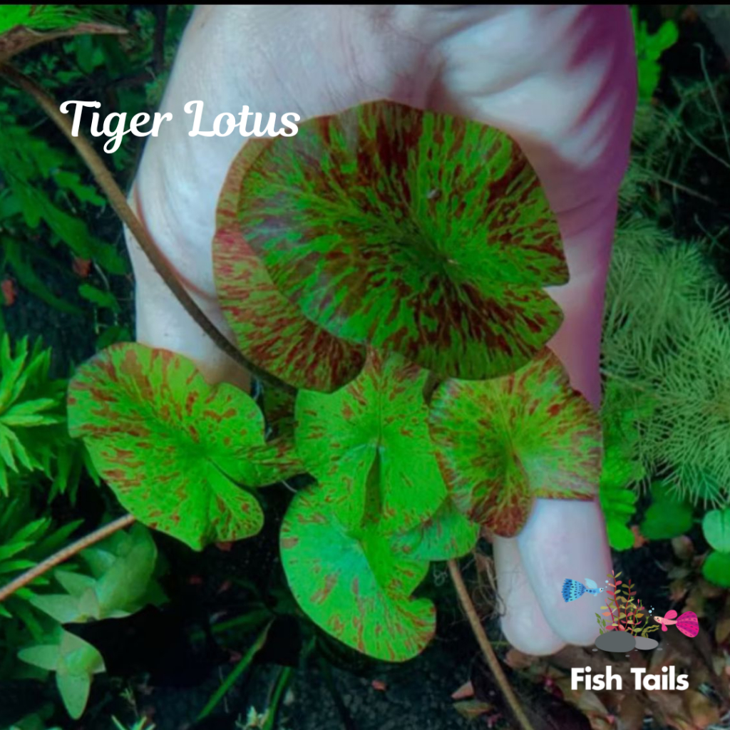 [LOCAL SELLER] Fully Submerged TIGER LOTUS (Aquascape/Aquarium/Moss/Shrimp/Fish/Plant)