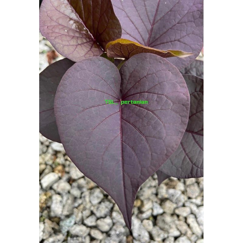 Keledek Daun Ungu （8 Keratan） / Sweet Potato Dark Purple （8 Cuttings） / 紫色番薯叶（8支）