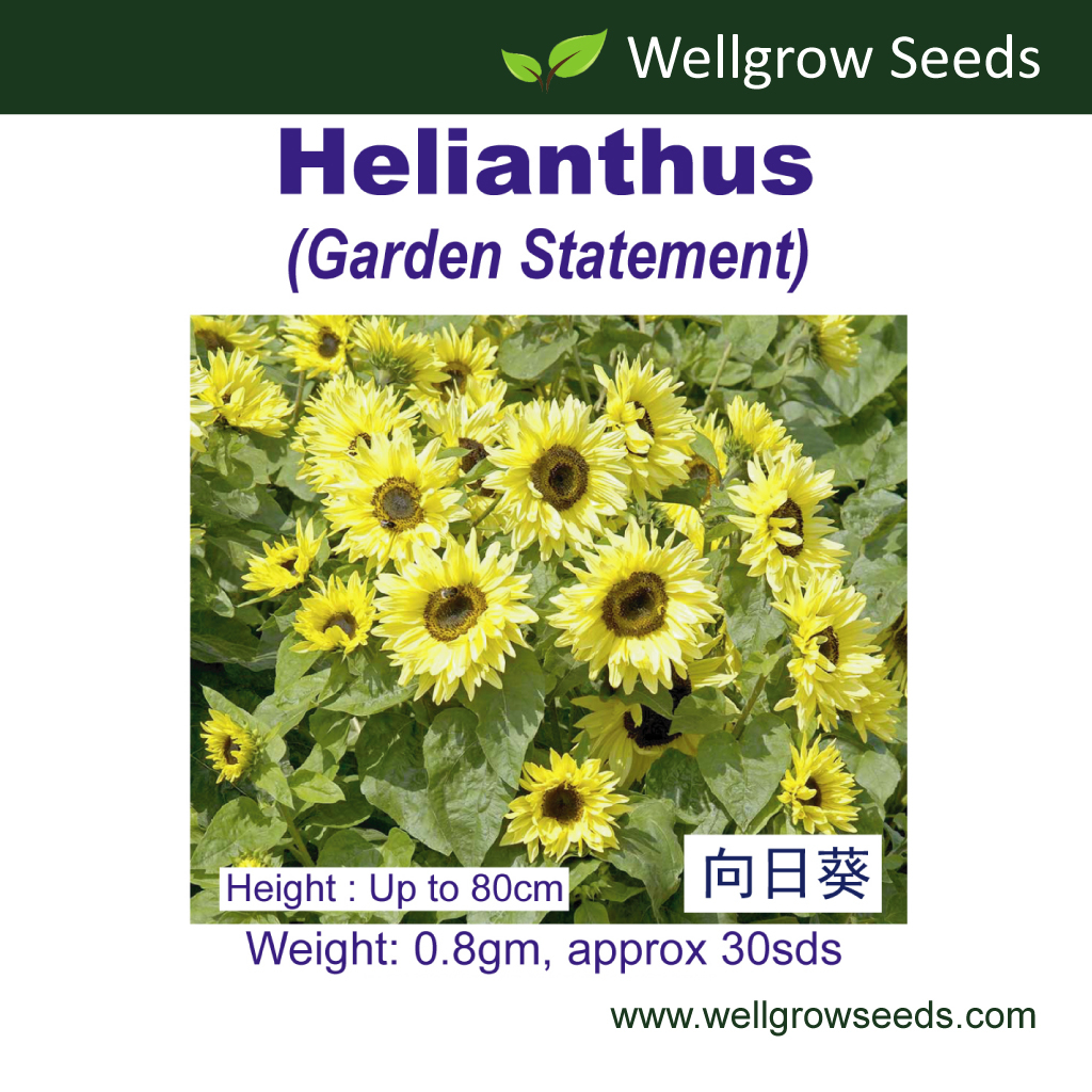 Sunflower Helianthus Garden Statement (0.8gm ≈30sds) 向日葵：花园精灵 太阳花种子Biji Benih Bunga Matahari Flower Seeds Wellgrow Seeds