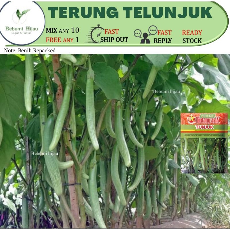 10++ biji BENIH TERUNG TELUNJUK/ Missile eggplant seeds TUNJUK