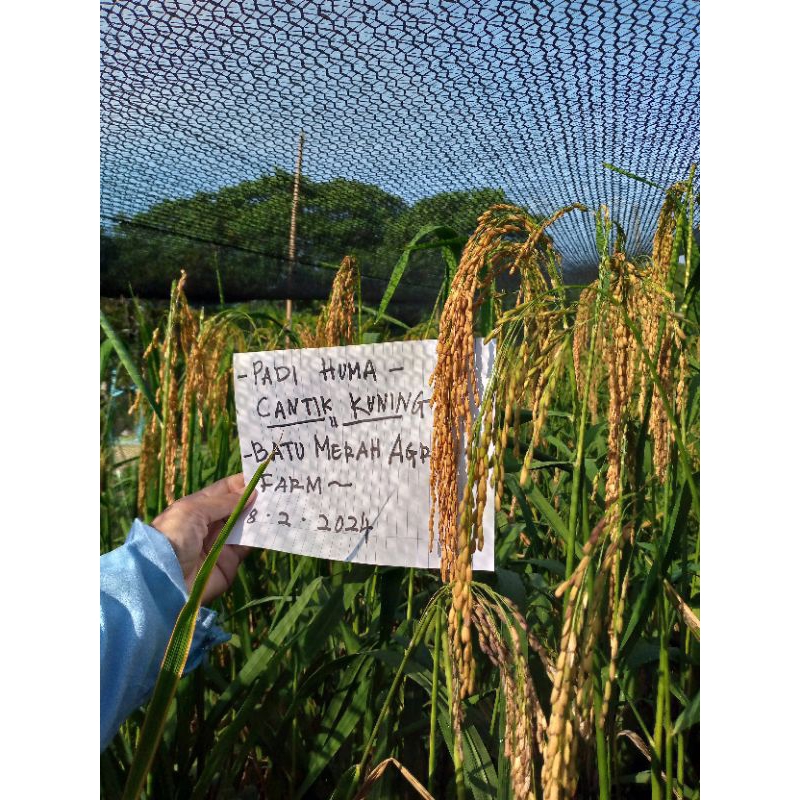 100 biji benih padi huma variti mayang lega. benih tanah semenanjung malaysia. ditanam turun temurun di gerik, perak.