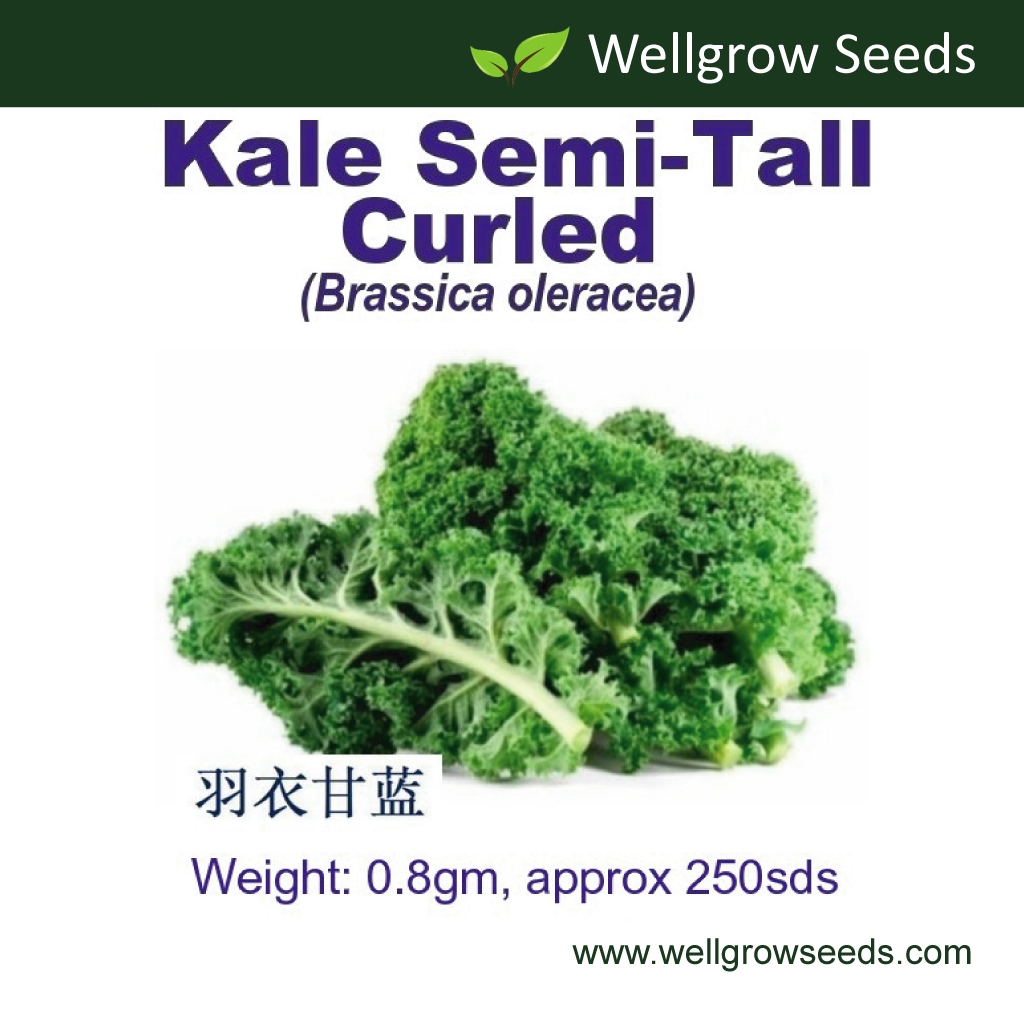 Kale Semi Tall Curled Seeds (0.8gm, ≈250sds) 羽衣甘蓝' Vegetable Seeds Wellgrow Seeds