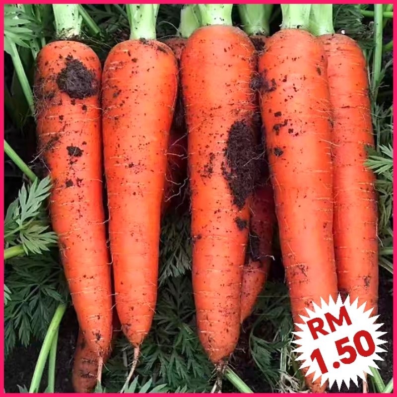 Carrot Seeds / Biji benih Lobak - High-Quality Vegetable Seeds for Home Gardening | Benih Sayur-sayuran 胡萝卜种子 - R6