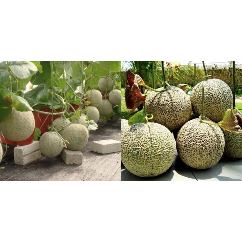 Buah Rock Melon Manissss...