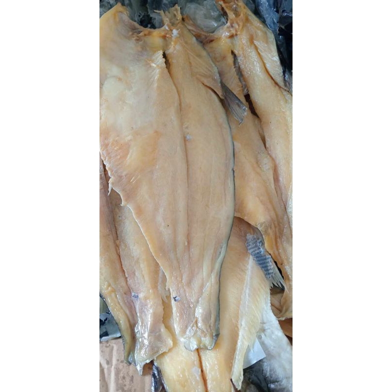 Ikan patin benkak/ikan benkak