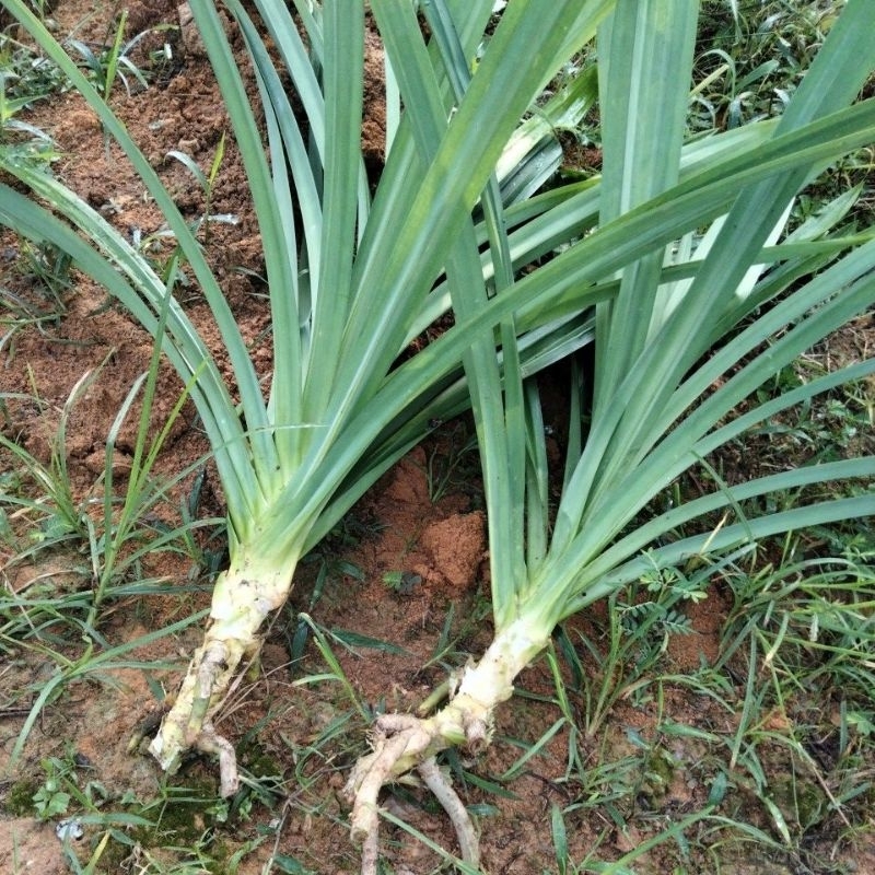 pandan wangi saiz matang (Pandanus amaryllifolius) berserta akar min order 5pcs
