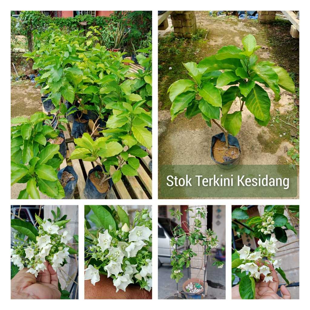Kesidang Sewangi Pandan / Pokok Bunga Kerak Nasi Sangat Harum, bunga puteh