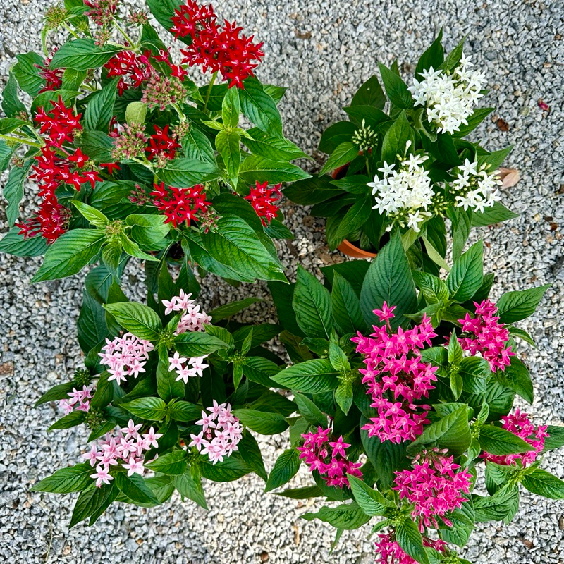 ?OUTDOOR? PENTAS TREE / Lucky Star / Egyptian Star Cluster / Pentas Lanceolata / 150mm Pot / Live Locks