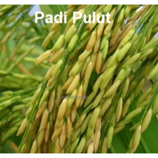 Biji Benih Padi Pulut Berkualiti Glutinous Rice Seed Paddy - 50 gram