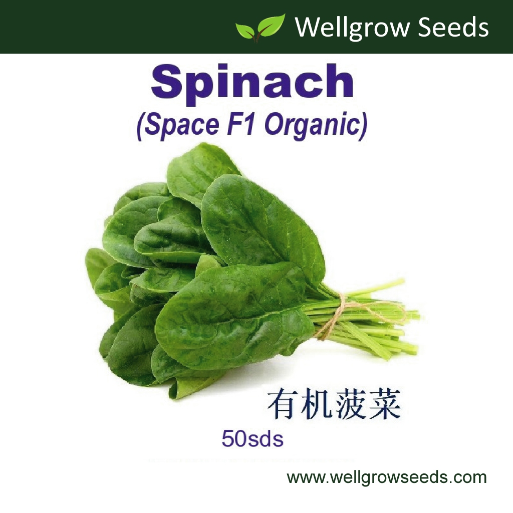 Spinach Space Organic F1 (50sds) 有机菠菜 Bayam Disease Resistant Vegetable Seeds Wellgrow Seeds