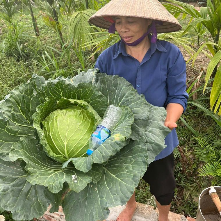 50 -100 Biji Benih KOBIS TANAH RENDAH Cabbage kobis F1 jenis besar dan tahan cuaca panas