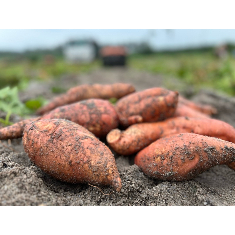(Local) Ubi Keledek oren sedang/kecil dari bidor perak 1kg/2kg