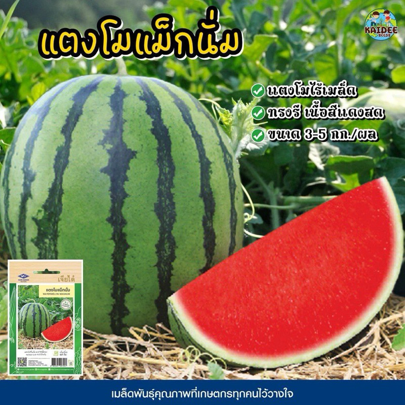 10Biji Benih Tembikai Madu MAGNUM F1 Hybrid / Watermelon Magnun F1 Hybrid / Tembikai Madu / Cap Chia Tai