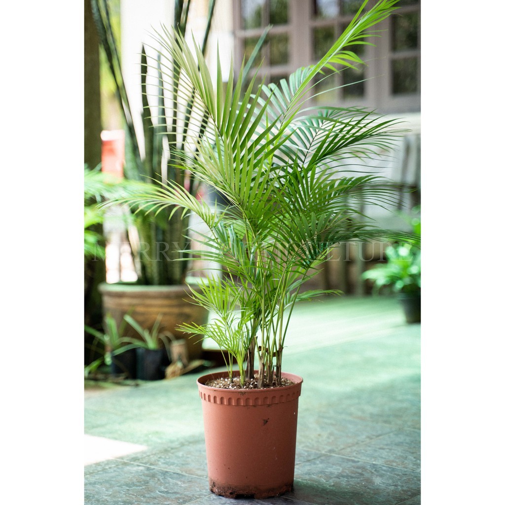 Jawa Palm 散尾葵 -(P180) indoor outdoor plant