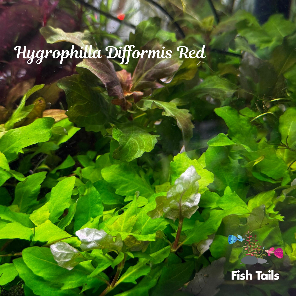 [LOCAL SELLER] Fully Submerged Hygrophilla Difformis Red (Aquascape/Aquarium/Moss/Shrimp/Fish/Plant)