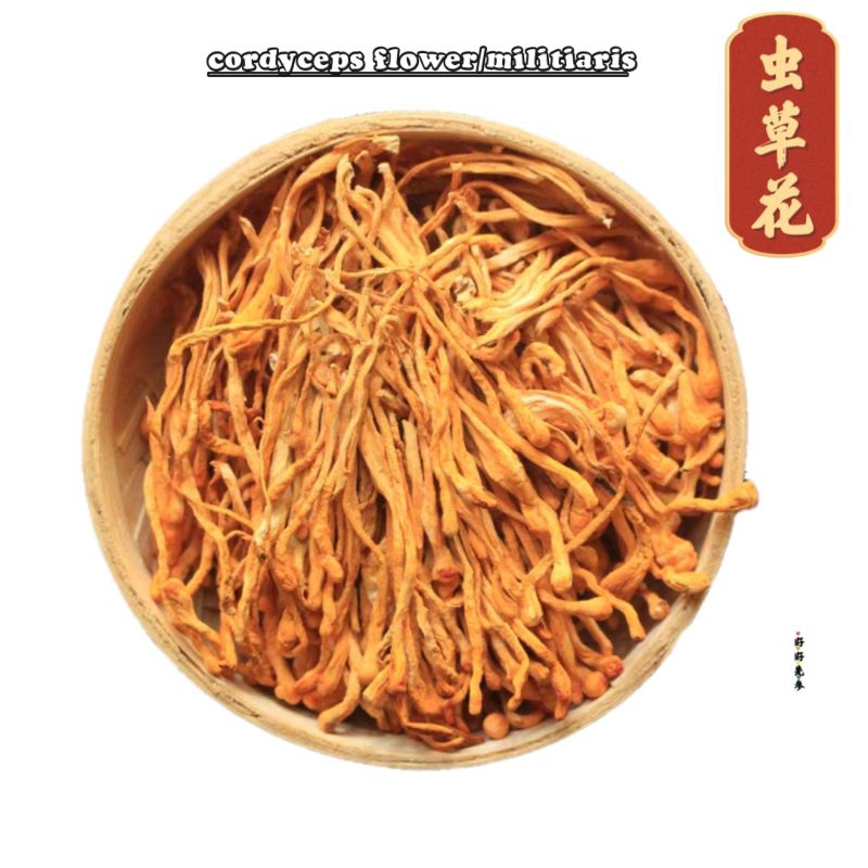 虫草花，cordyceps flower,无硫磺虫草花，militaris，北虫草，黄金草