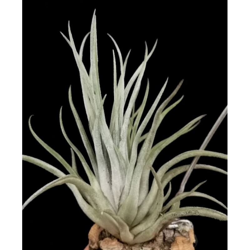 Tropical Selection's - Tillandsia Kraken (Rare uncrested form).