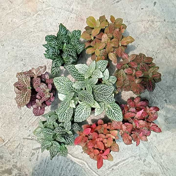 LUSHECO - Fittonia Plant With Pot 55mm/Indoor Plant(网纹草)