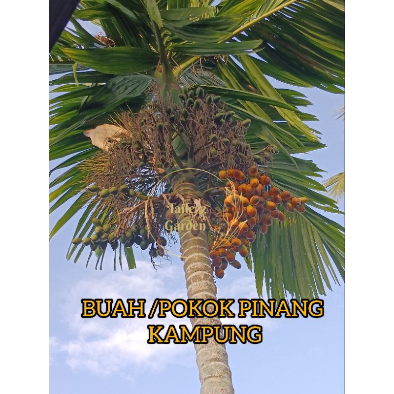 [ORGANIC] BUAH PINANG MUDA/ TUA SIAP KOPEK BETEL ASLI DARI POKOK/ANAK PINANG/AKAR