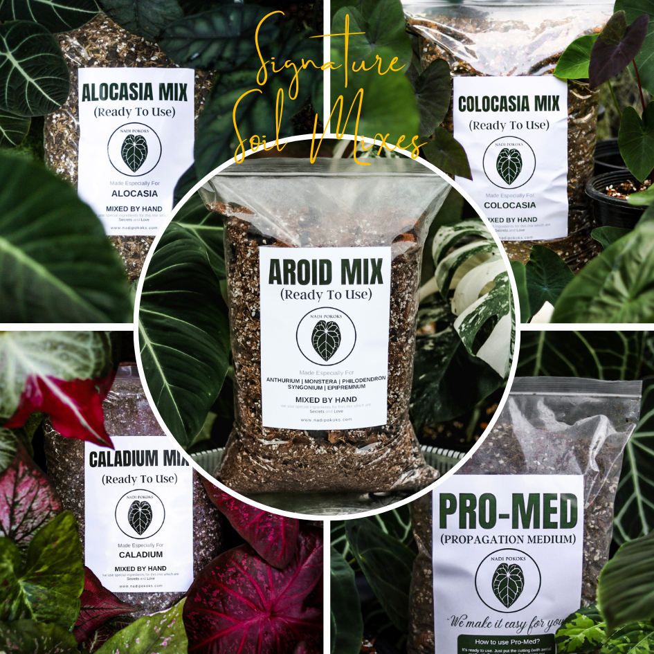Soil Mix Signature by NADI POKOKS [ Aroid Mix , Alocasia Mix , Caladium Mix , Colocasia Mix , PRO-MED ] for plant