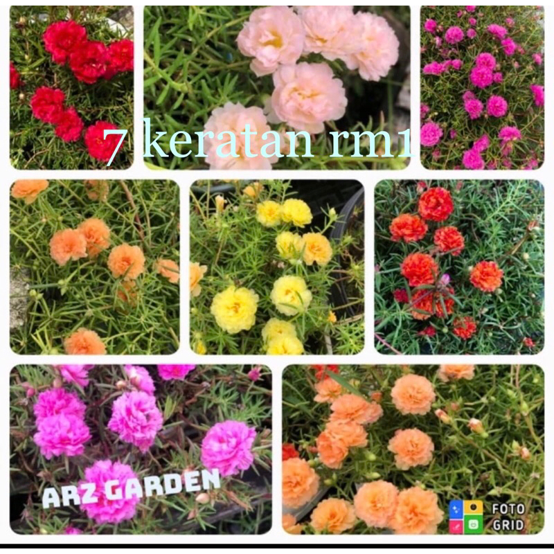 Bunga Ros Jepun jenis Carnation, 30 warna. 7 keratan setiap warna(keratan pilihan. setiap belian minima 3)