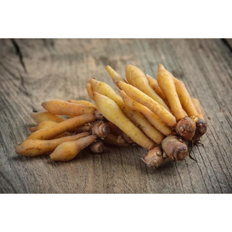 Ubi rizom temu kunci/ Krachai / Finger root 100 gram