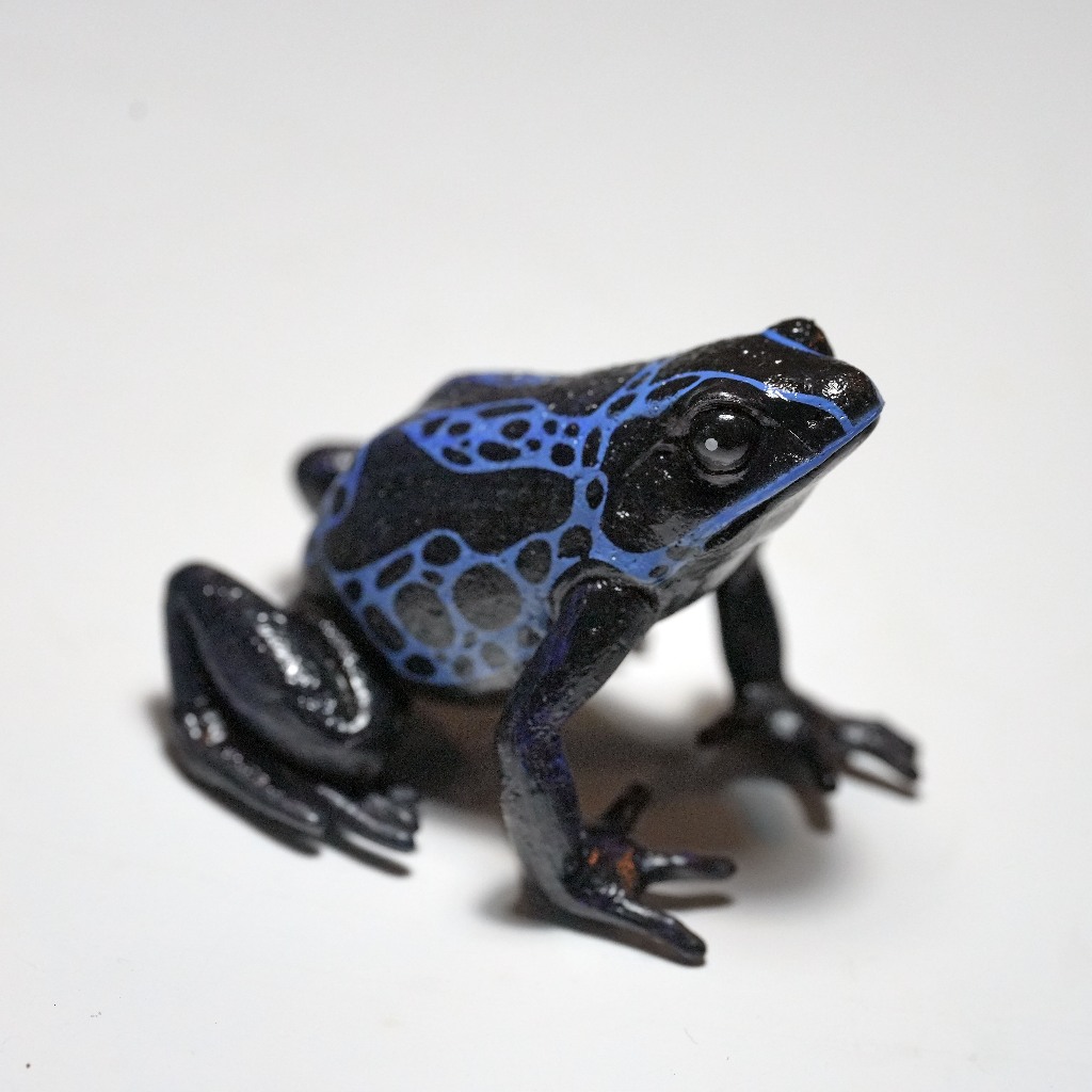 Black Poison Dart Frog Realistic Collectible Figurine Cute Collector Toy Desktop Decoration Terrarium