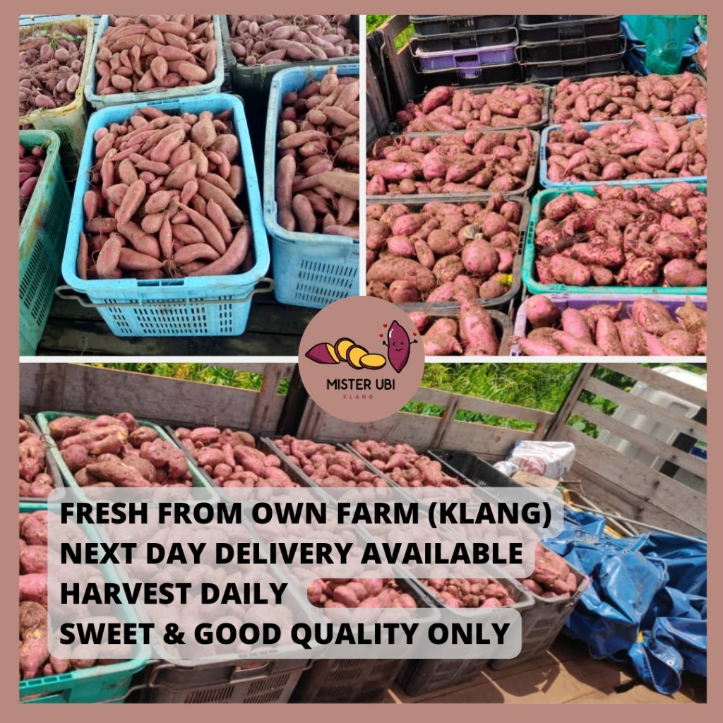 Japanese Sweet Potato Potatoes l Ubi Keledek Madu Jepun 日本番薯 红薯 High Quality Oren KLANG