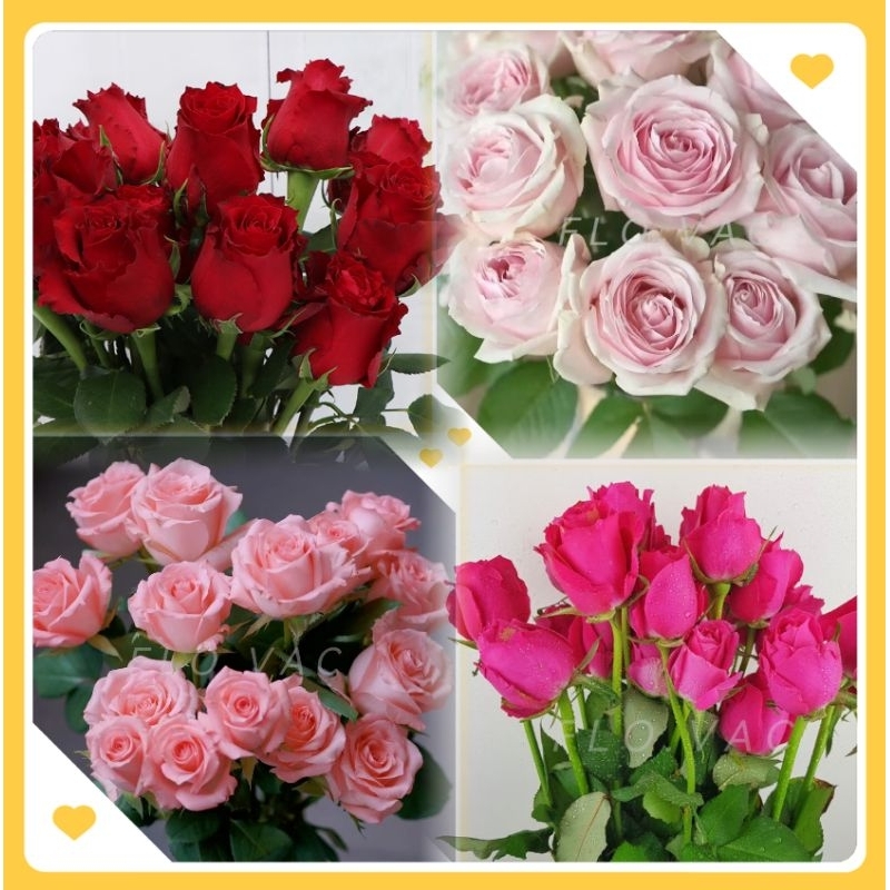 【Ready Stock】Fresh Cut Garden Roses ~ Bunga Ros *Direct from Cameron Highlands *Farm-to-Home*