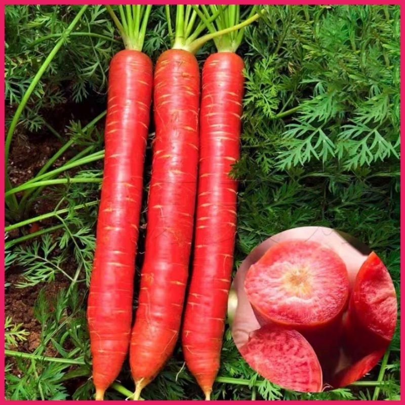 Red Carrot Seeds / Biji Lobak Merah - High-Quality Vegetable Seeds for Home Gardening | Benih Sayur-sayuran - R7
