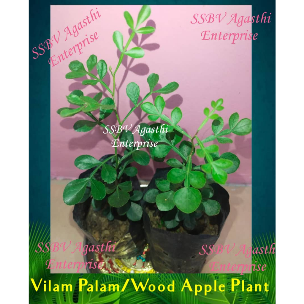 LIVE PLANT-VILAM PALAM/WOOD APPLE/விளாம் பழம்