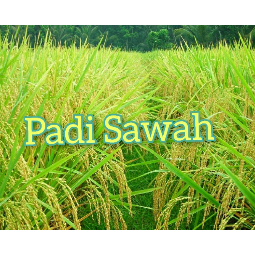 Benih Padi Sawah 150 biji Jadi Beras Untuk Makanan Paddy Rice Seed