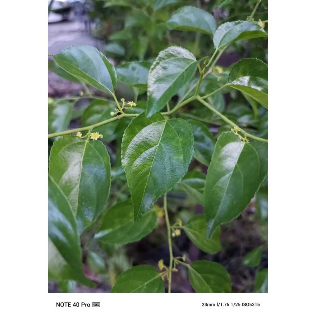 KERATAN POKOK PERIA PANTAI / PERIA PANTAI / CUTTING PERIA PANTAI