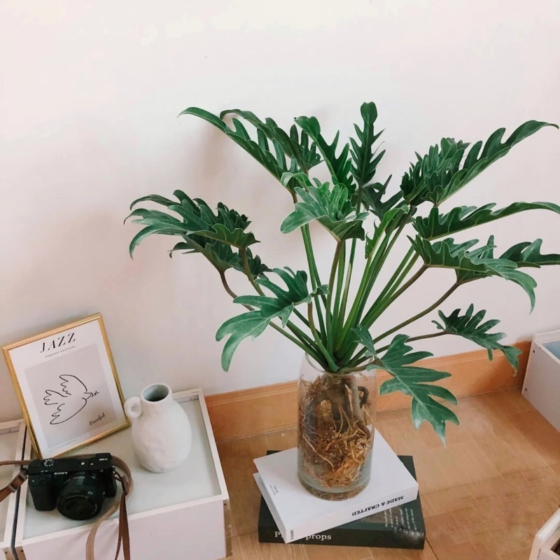 Philodendron Rare xanadu/hope (Pokok Bunga Hidup/Pokok Hiasan Dalam Rumah/Real Live Indoor Plant)