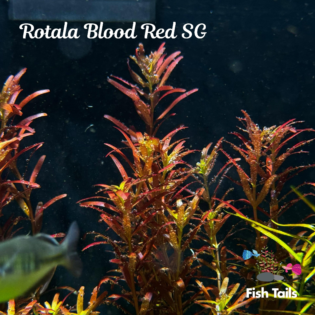 [LOCAL SELLER] Fully Submerged ROTALA BLOOD RED SG (Aquascape/Aquarium/Moss/Shrimp/Fish/Plant)