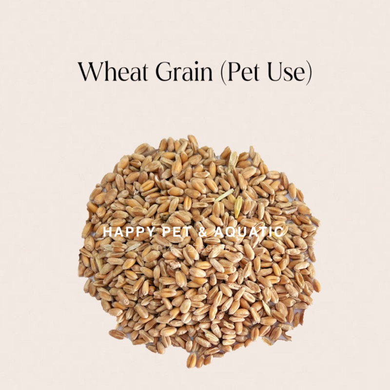 [Ship Within 24HR] Wheat Grain 1KG • Wheatgrass Seed • Biji Gandum • Makanan Haiwan Ternakan