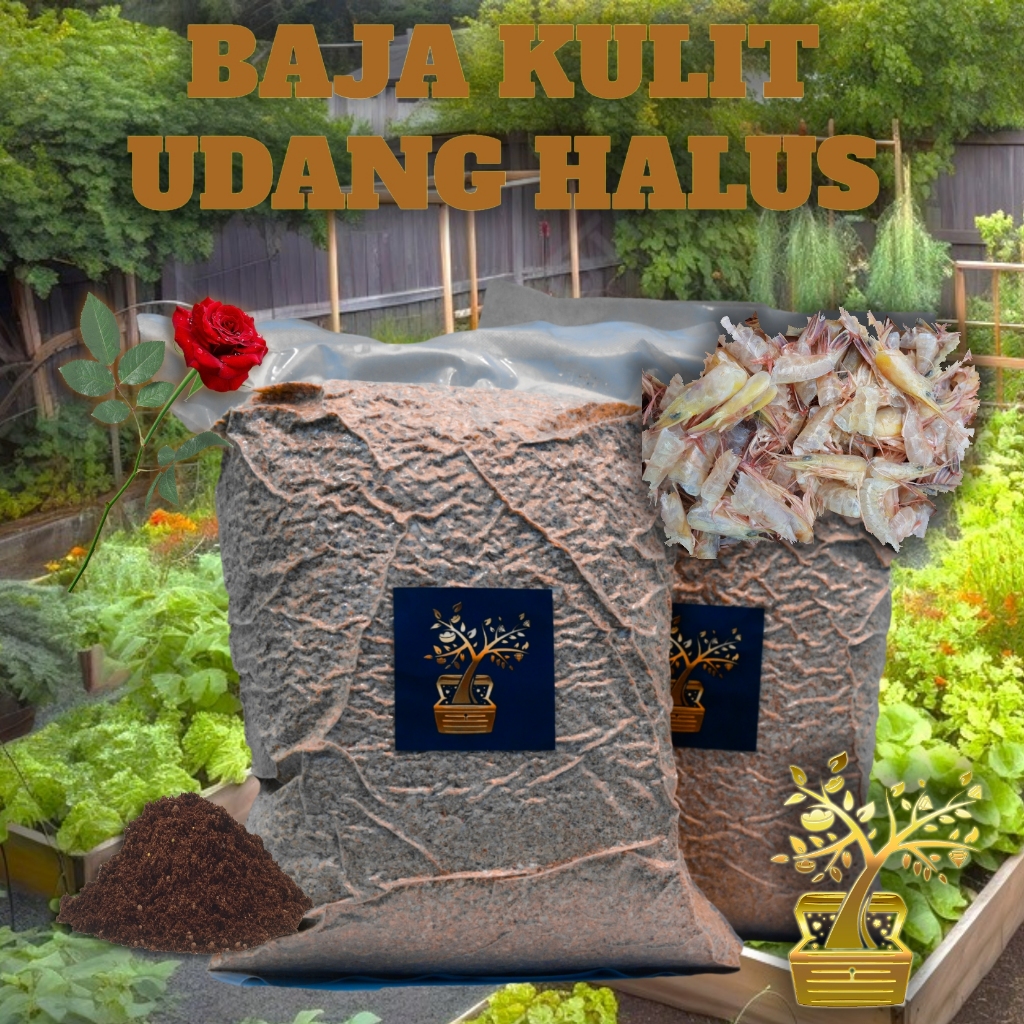 my-11134207-7r992-ltyn5do8hmgt12 Orked Harimau - Grammatophyllum speciosum Blume