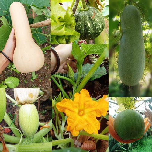 Mixed 8-10pcs Seed Biji Benih 种子/ Labu Pumpkin/ Kundur Winter Melon/ Butternut Spaghetti Squash/ 南瓜/冬瓜毛瓜/胡桃南瓜/绞(搅)瓜