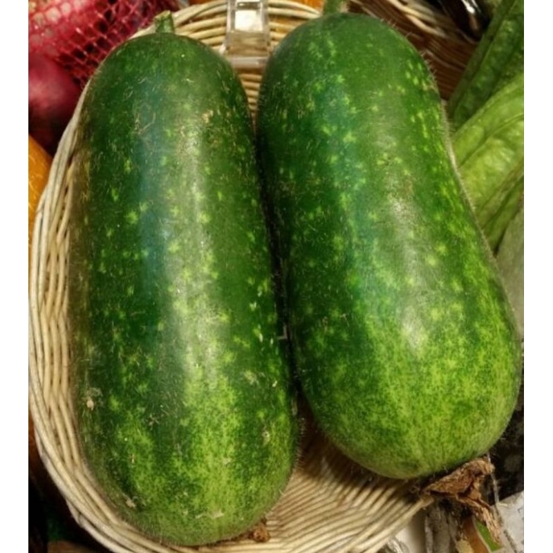 3 pcs benih kundur bulu/labu bulu/hairy gourd seed